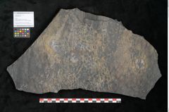 Foto (Objekt + Etikett) von Lepidodendron sp.  (NHMW-GEO-2024-0188-11226)